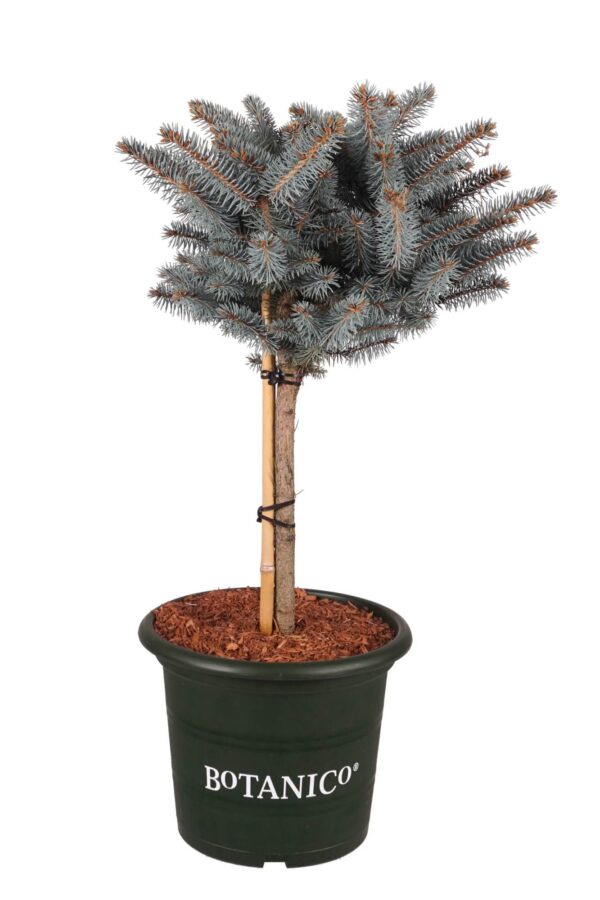 Torkav kuusk 'Glauca Globosa' P28 40cm tüvel