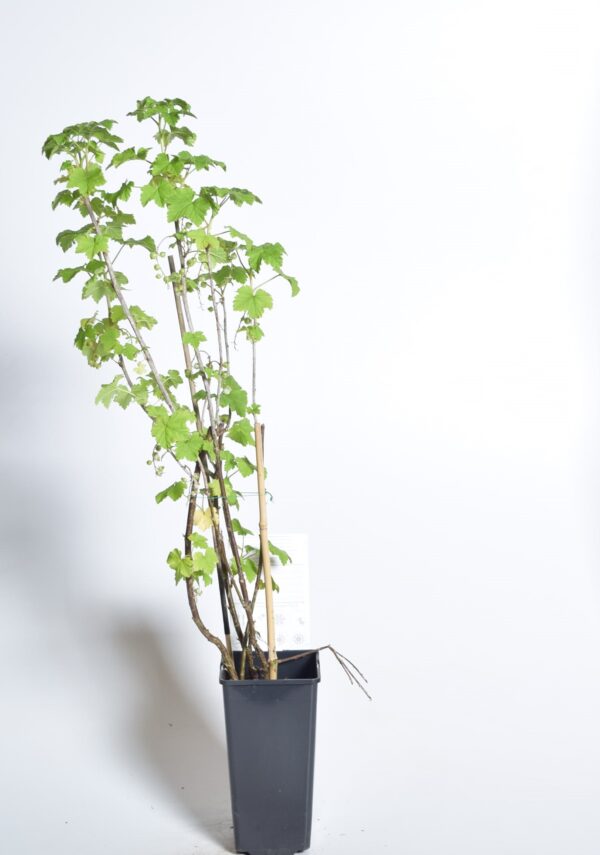 Punane sõstar 'Jonkheer van Tets' P19