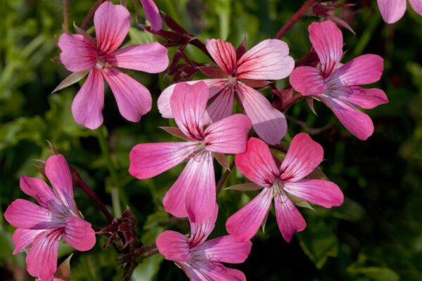 Ripp-pelargoon P10,5/P12 erinevad