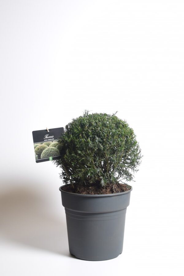 Värd-jugapuu 'Groenland' P28 30cm kera