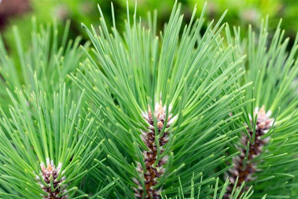 Must mänd 'Kleiner Turm' P34 60-80cm