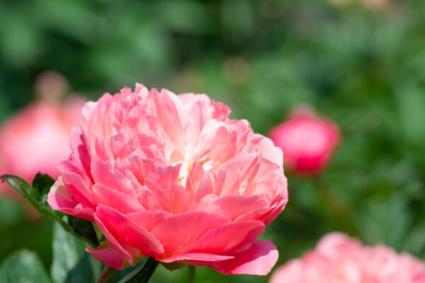 Pojeng 'Pink Hawaiian Coral' P19 Eestis kasvatatud
