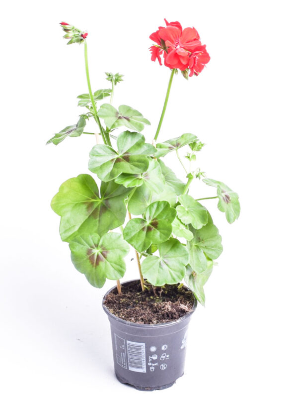 Ripp-pelargoon P10,5/P12 erinevad