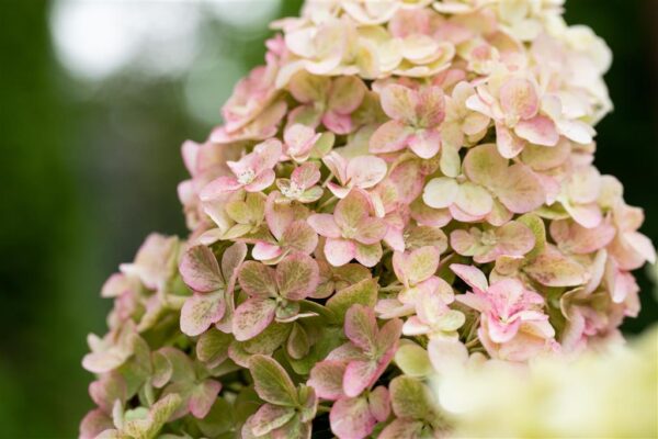 Aedhortensia 'Fraise Melba' P26 70-90cm
