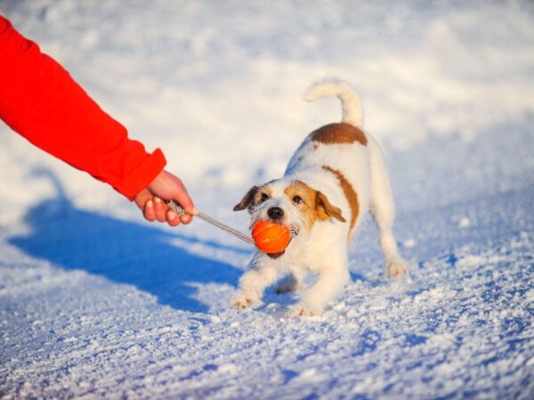 Mänguasi koerale pall nööriga oranž Ø5cm/30cm