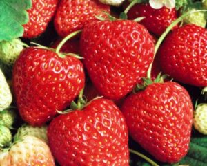 Taasviljuv maasikas ‘Ostara’ P9