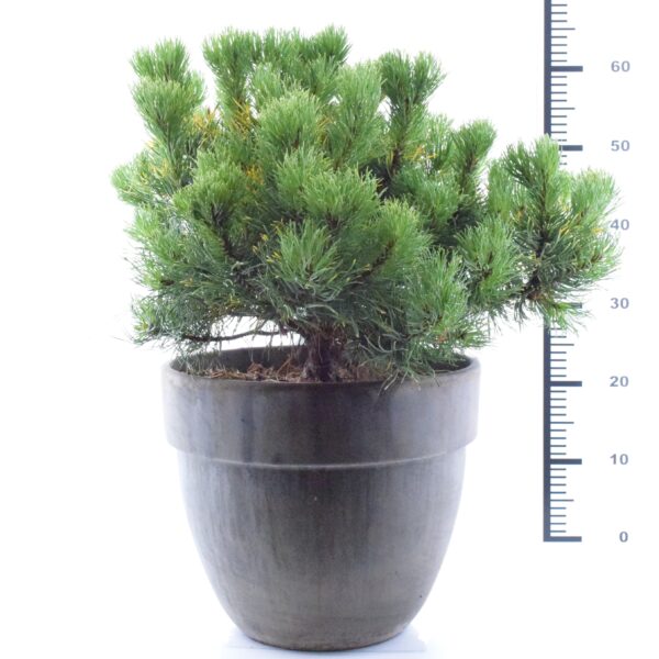 Mägimänd 'Carsten's Wintergold' P23/C5 25cm savipotis