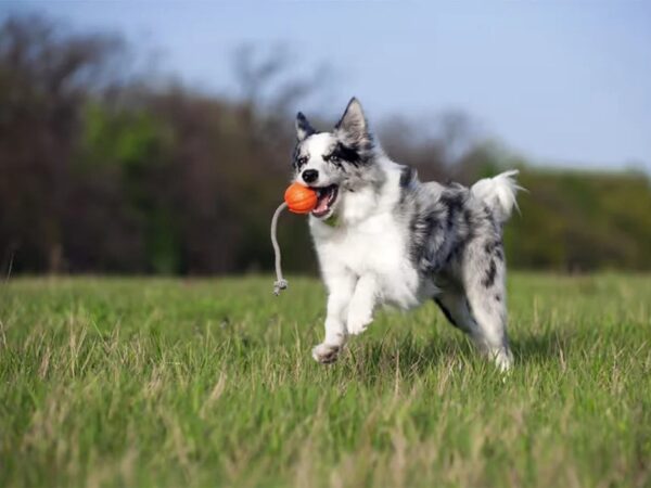 Mänguasi koerale pall nööriga oranž Ø7cm/30cm