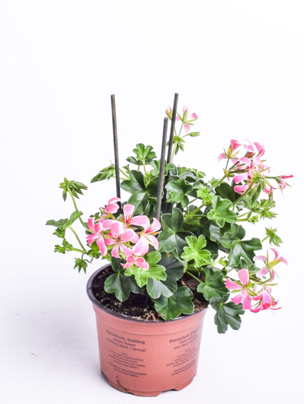 Ripp-pelargoon P10,5/P12 erinevad