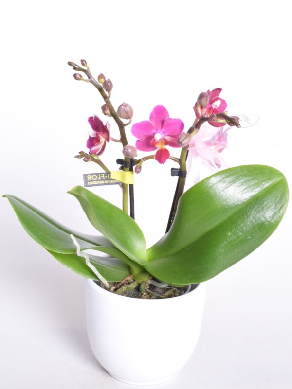 Kuuking 'Aromio Fruity' P7 2 õievart lõhnav