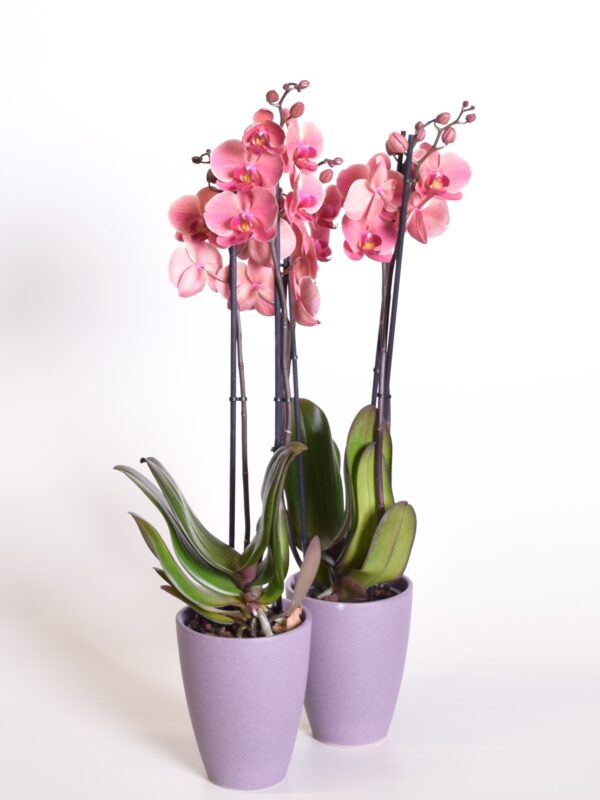 Kuuking 'Anthura Narbonne' P12 2 õievart