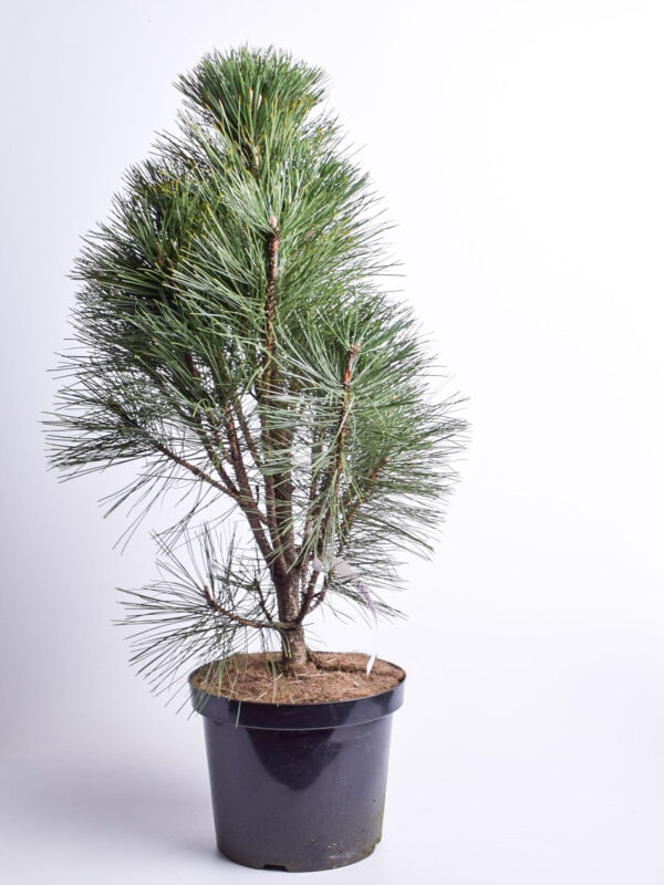 Must mänd 'Pyramidalis' P26 50-60cm