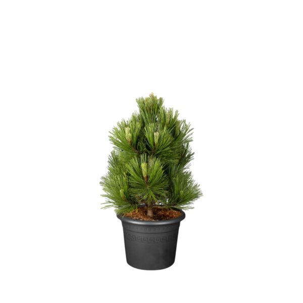 Must mänd 'Kleiner Turm' P34 60-80cm