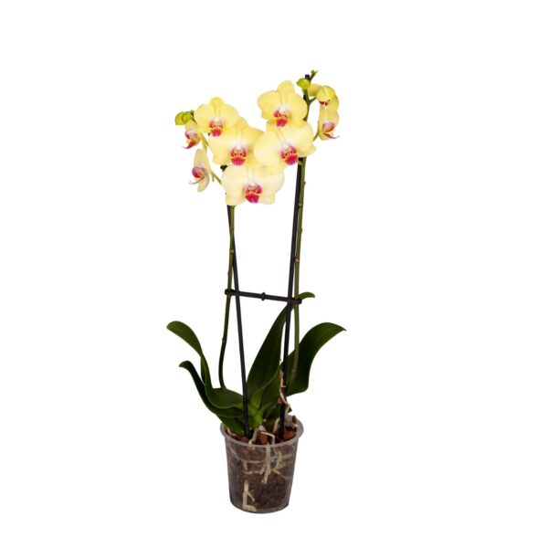 Kuuking 'Miraflore' P12 2 õievart