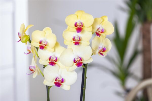 Kuuking 'Miraflore' P12 2 õievart