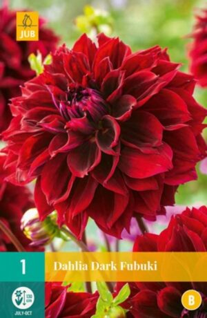 Daalia ‘Dark Fubuki’