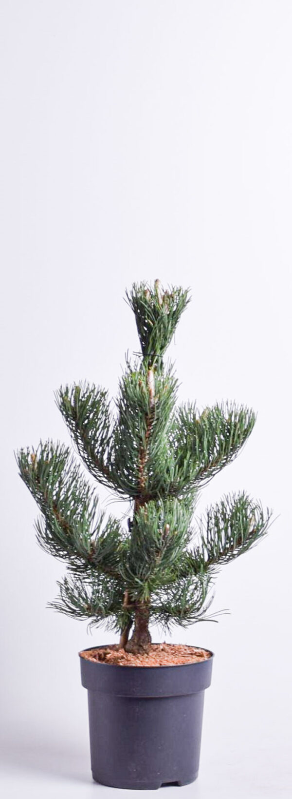 Must mänd 'Oregon Green' P24 40-60cm