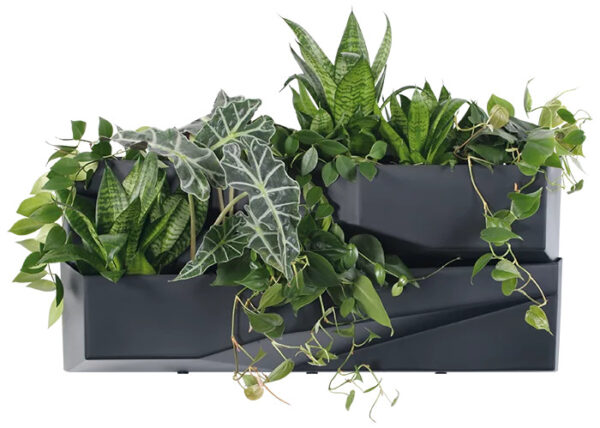 Taimeriiul seinale Vertical 78x h35cm antratsiit