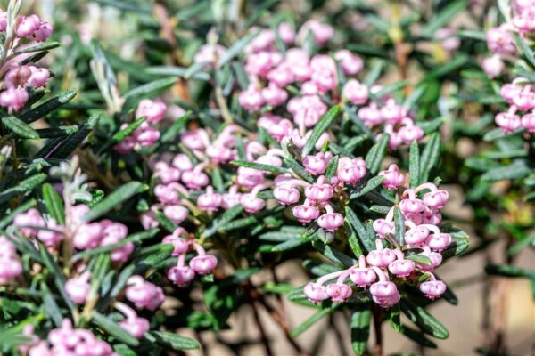 Harilik küüvits 'Blue Ice' P19 20-25cm