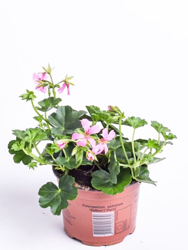 Ripp-pelargoon P10,5/P12 erinevad