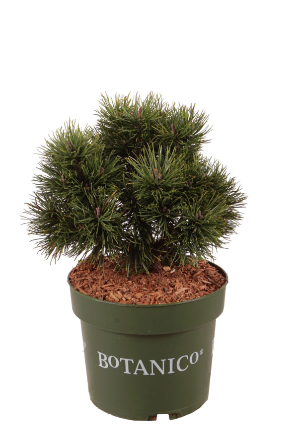 Mägimänd 'Gnom Findling' P21 20-30cm