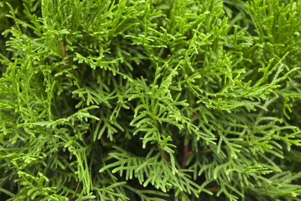 Harilik elupuu 'Smaragd' P40 160-180cm spiraal