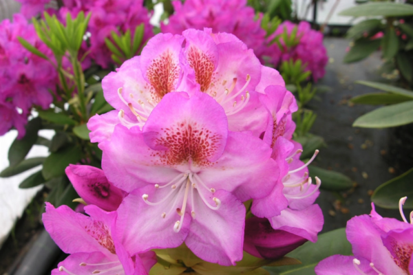 Rododendron 'Royal Violet' P23 40-50cm