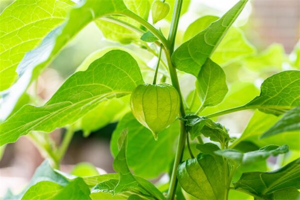 Füüsal P12 Eestis kasvatatud