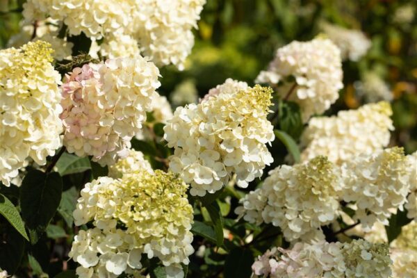 Aedhortensia 'Vanille Fraise' P23 Eestis kasvatatud