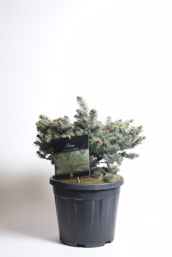 Torkav kuusk 'Glauca Globosa' P19 20-25cm