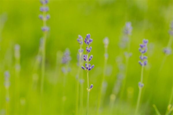 Tähklavendel 'Munstead' P12 Eestis kasvatatud