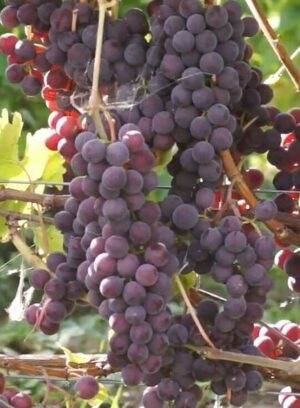 Viinapuu ‘Konkord Rosyjski’ P17 Eestis kasvatatud