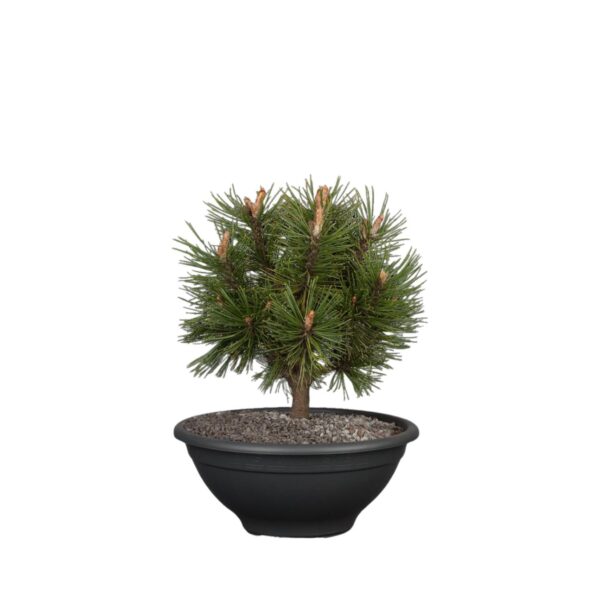 Mägimänd 'Alpenzwerg' P23 20-25cm