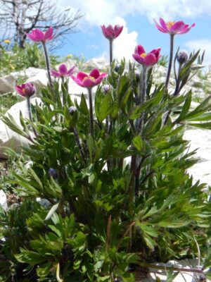 Lõhislehine ülane ‘Rubra’ P12 Eestis kasvatatud