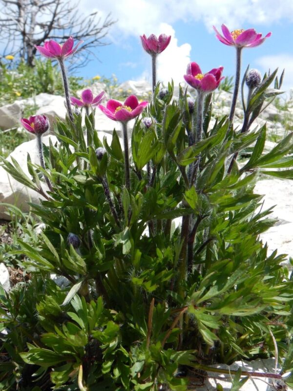 Lõhislehine ülane 'Rubra' P12 Eestis kasvatatud