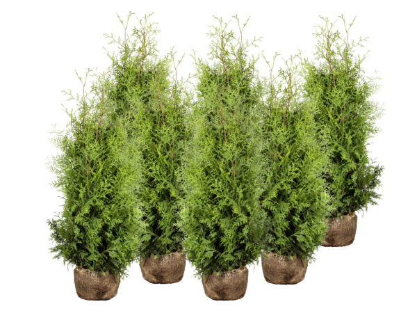 Harilik elupuu 'Brabant' 60-80cm mullapalliga 10tk/kmpl