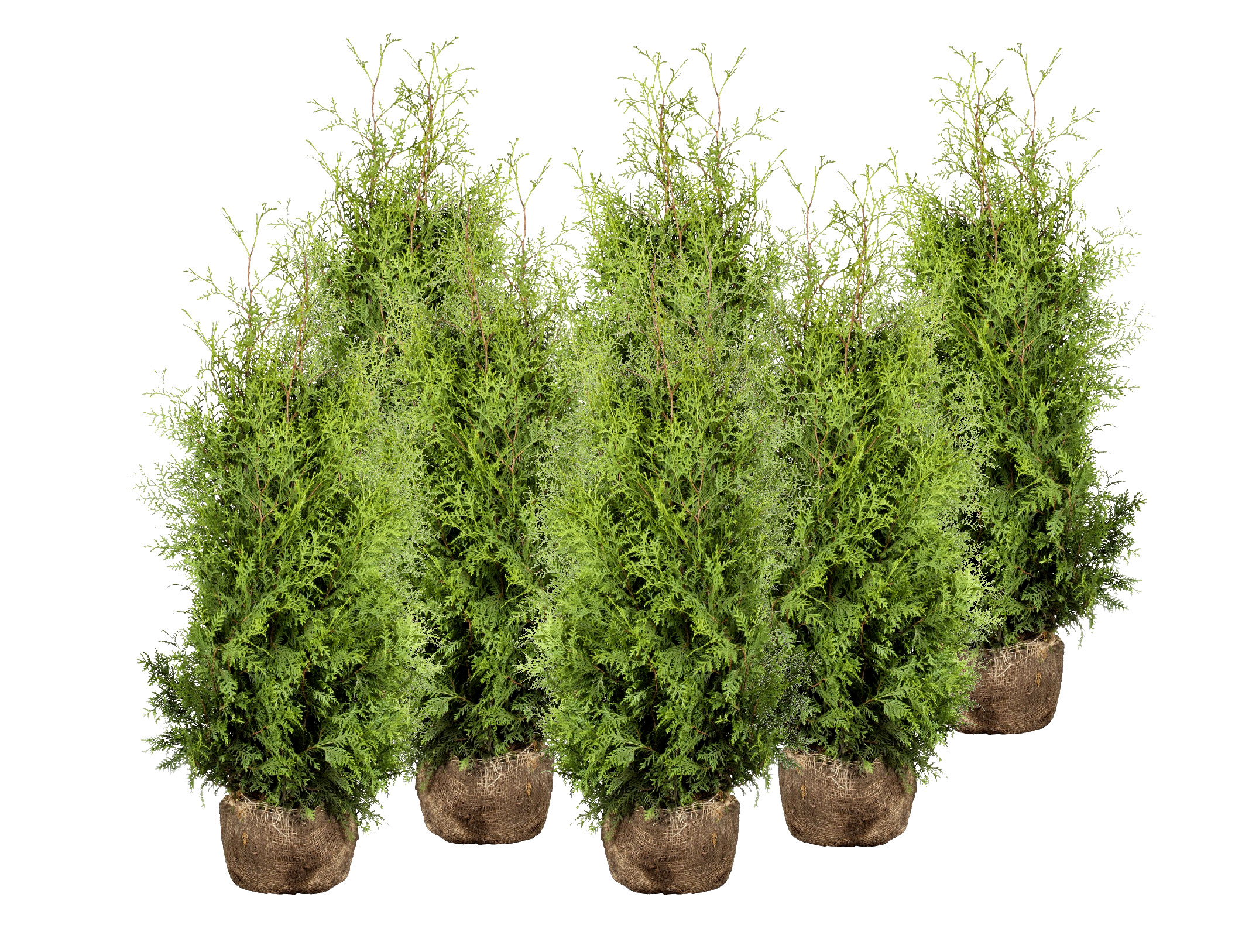 Harilik elupuu ‘Brabant’ 60-80cm mullapalliga 10tk/kmpl