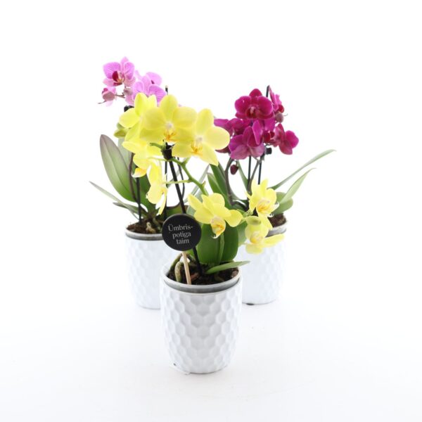 Kuuking P9 erinevad 1 õievars ümbrispotis erinevad