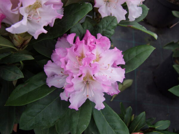 Rododendron 'Pohjola's Daughter' P23 40-50cm