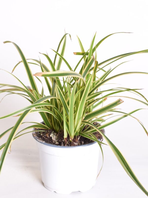 Jaapani tarn 'Ice Dance' P13 15-20cm