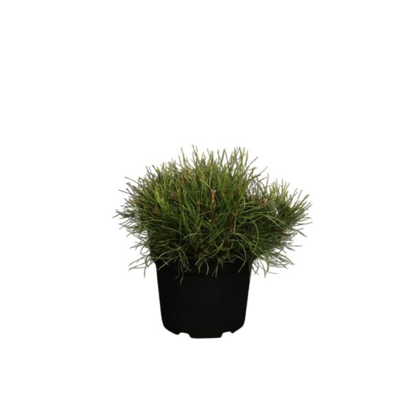 Kääbus-mägimänd P23 35cm