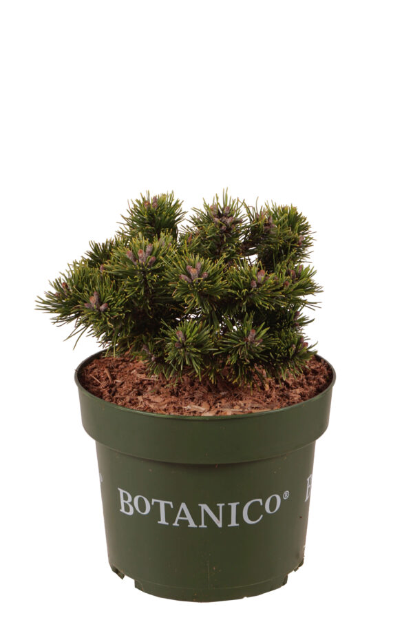 Mägimänd 'Sherwood Compact' P21 20-25cm