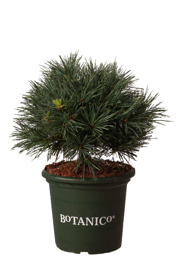 Valge mänd 'Reinshaus' P24 30-40cm