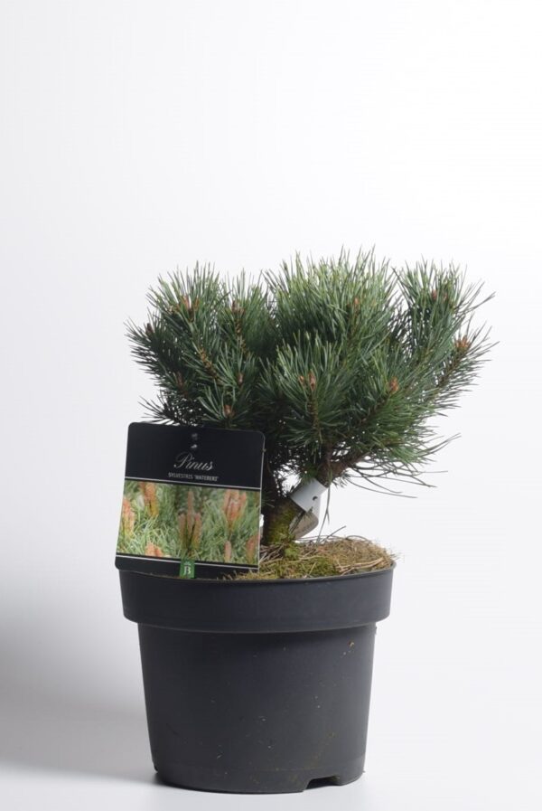 Harilik mänd 'Watereri' P19 20-25cm