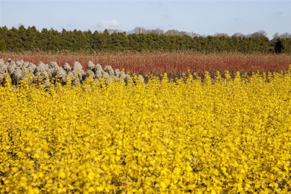 Lodjap-põisenelas 'Dart's Gold' P19 Eestis kasvatatud