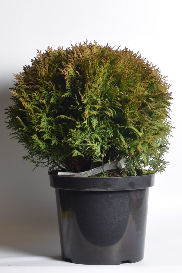 Harilik elupuu 'Little Giant' P32 75cm