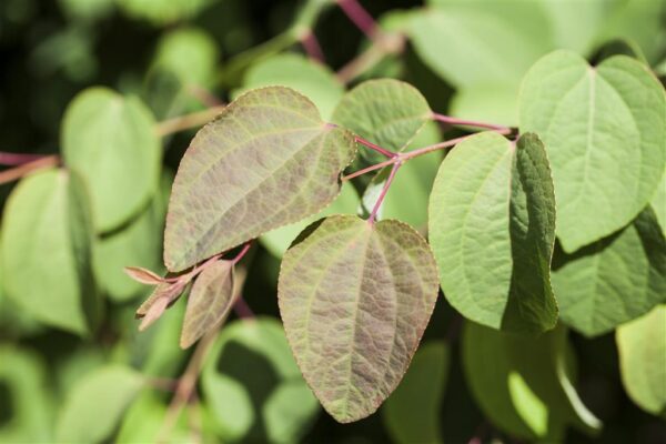 Jaapani juudapuulehik P34 125-150cm