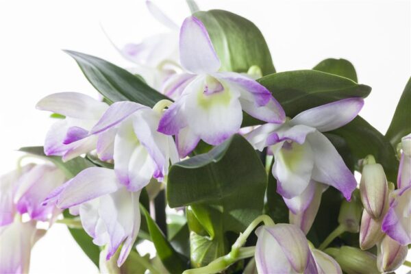 Väärisdendroobium P12 erinevad 2 õievart