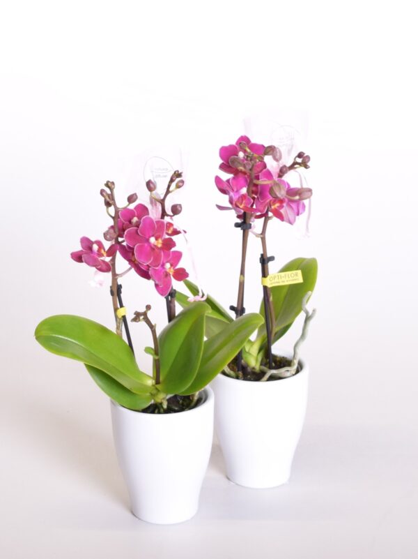 Kuuking 'Aromio Fruity' P7 2 õievart lõhnav