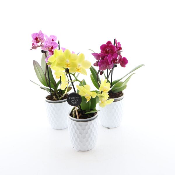 Kuuking P9 erinevad 1 õievars ümbrispotis erinevad